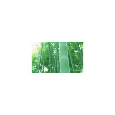 【直销】竹纤维纱线21S 股线/2 高品质 抗菌 功能环保