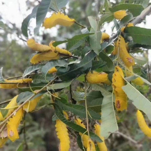 提花绸 提花丝绸图3